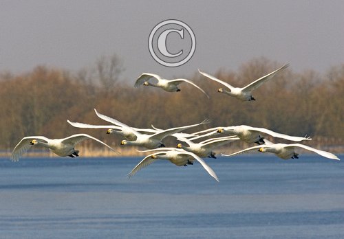 Whooper Swans DM0969